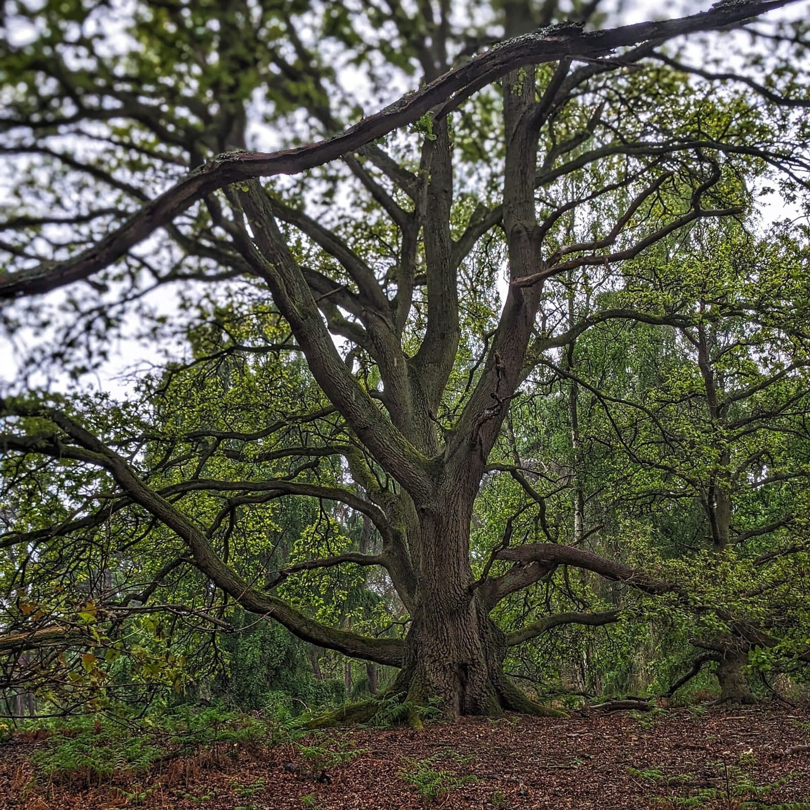 Cover photograph for Sam's post "The wilderness mirror"